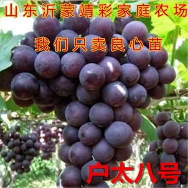 沪太八号葡萄苗好养易活成活率高品种葡萄树苗包成活包结果苗