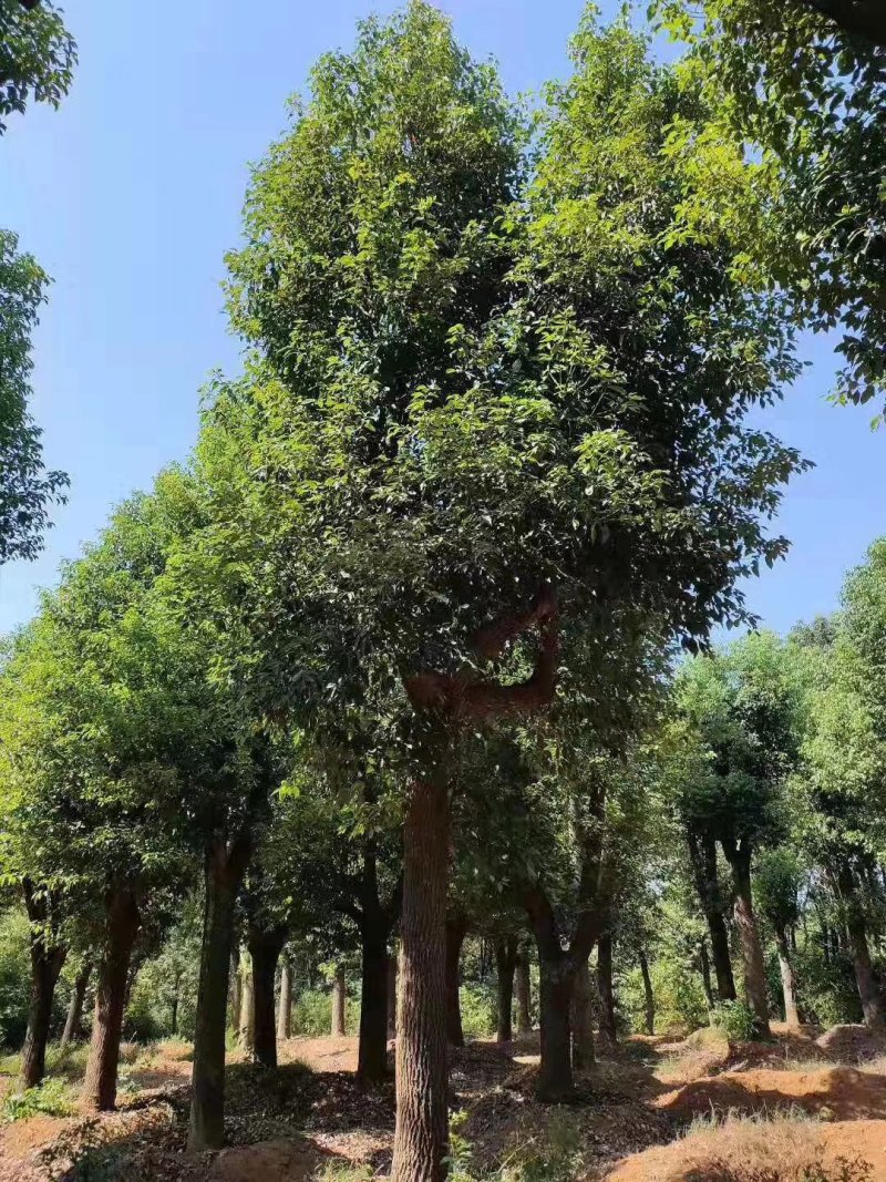 香樟栾树桂花广玉兰朴树乐昌含笑水杉