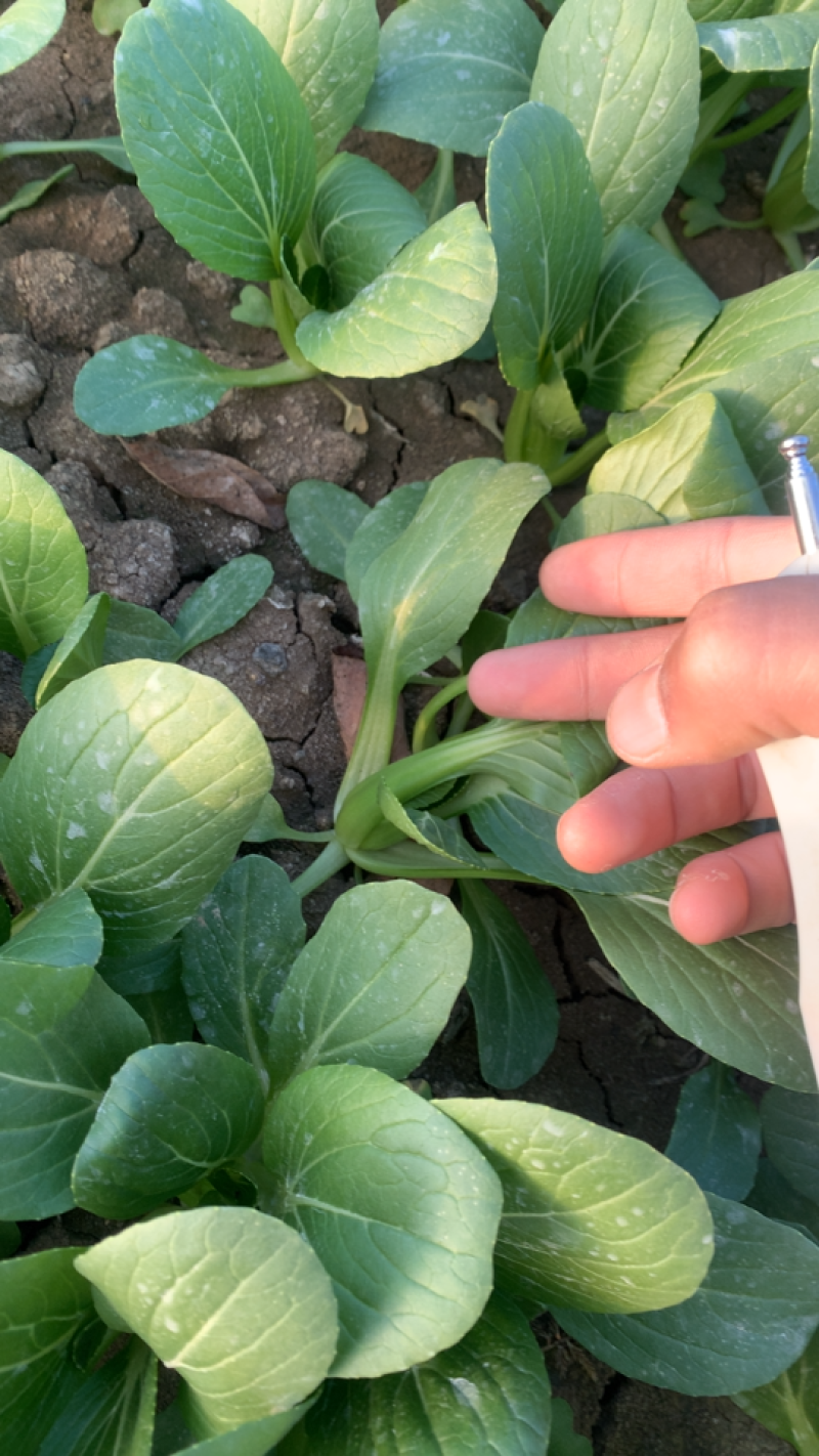大量供应精品上海青小颗油菜，欢迎各地老板订购，可实地考察