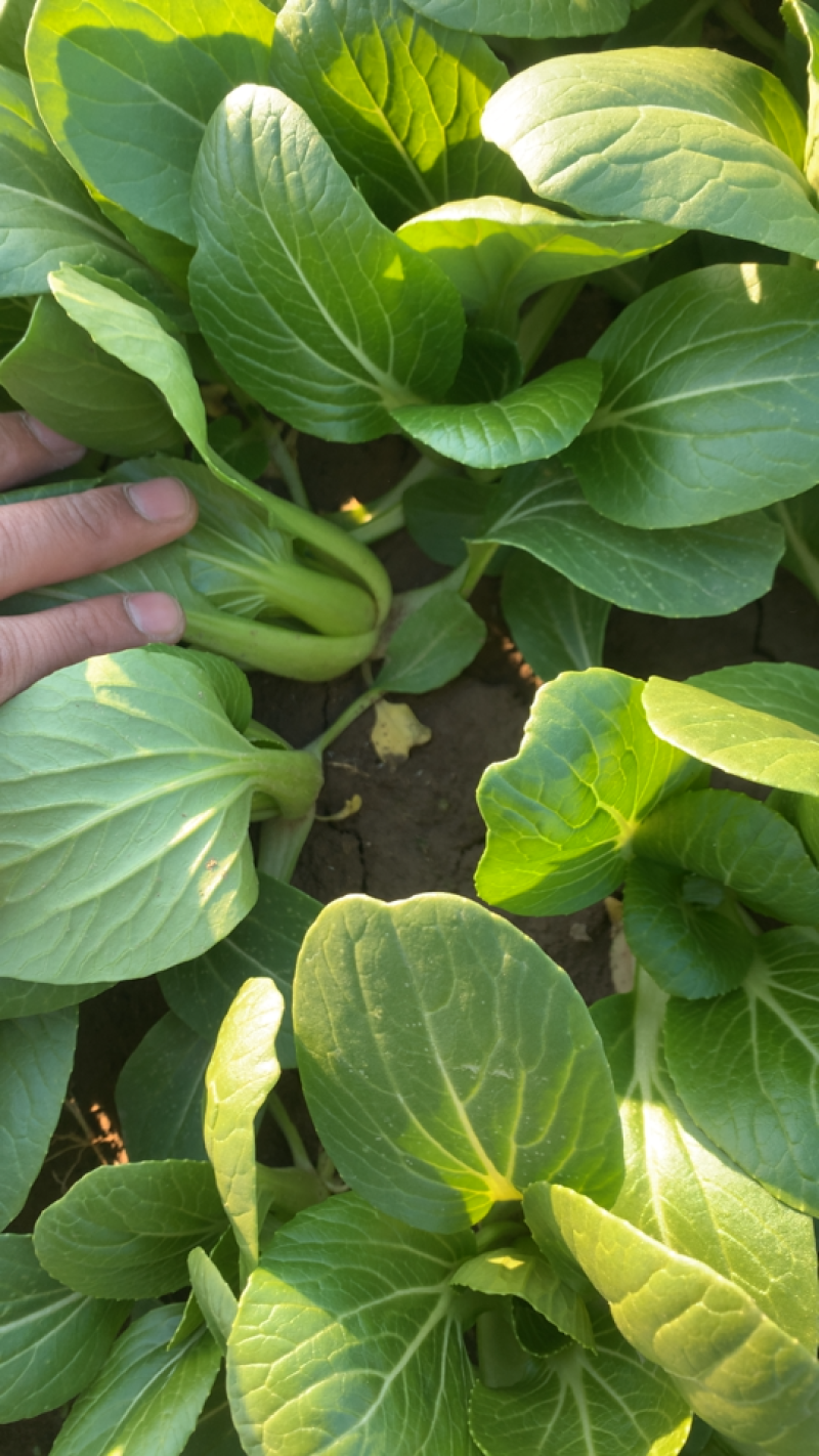 精品上海青基地直供小油菜全国发货小青菜一条龙服务