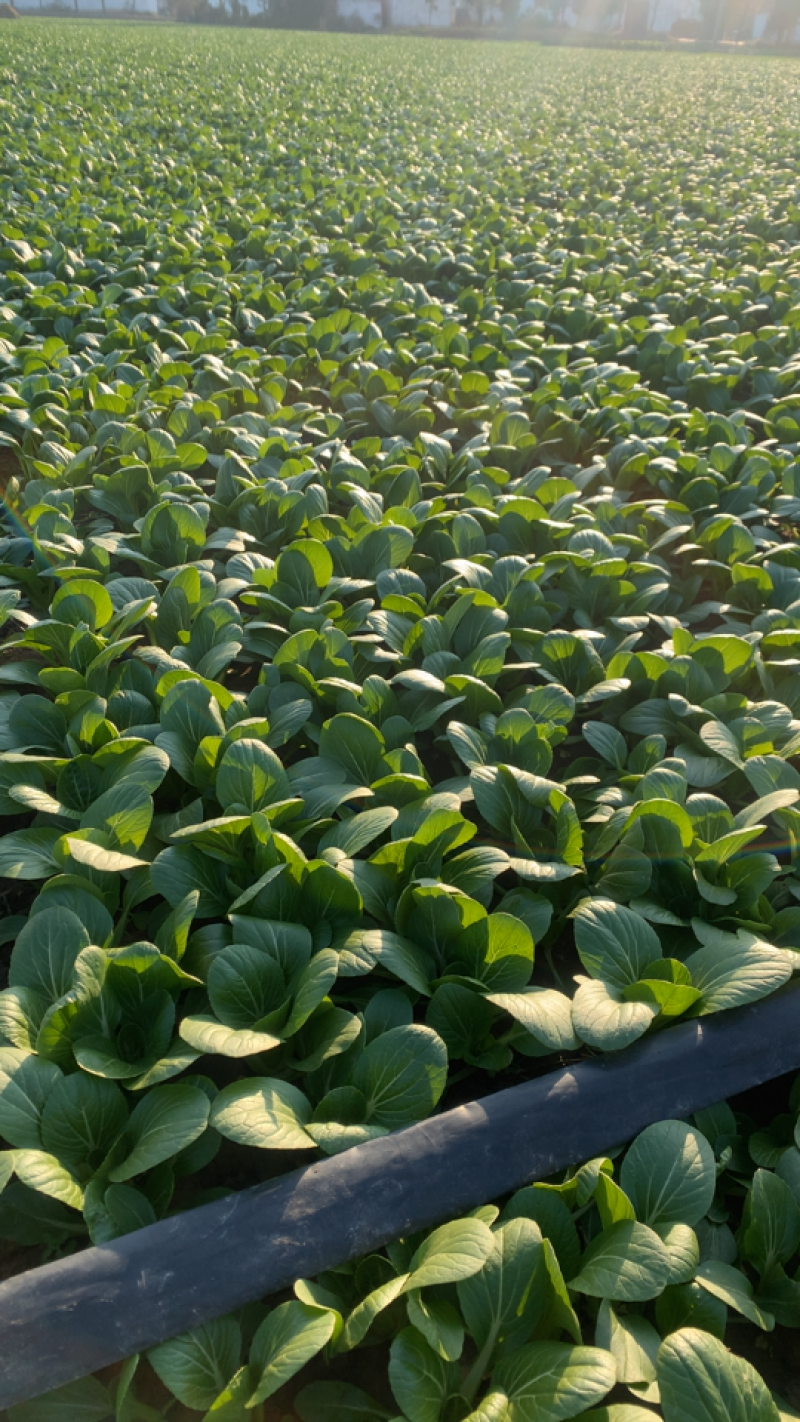 精品上海青基地直供小油菜全国发货小青菜一条龙服务