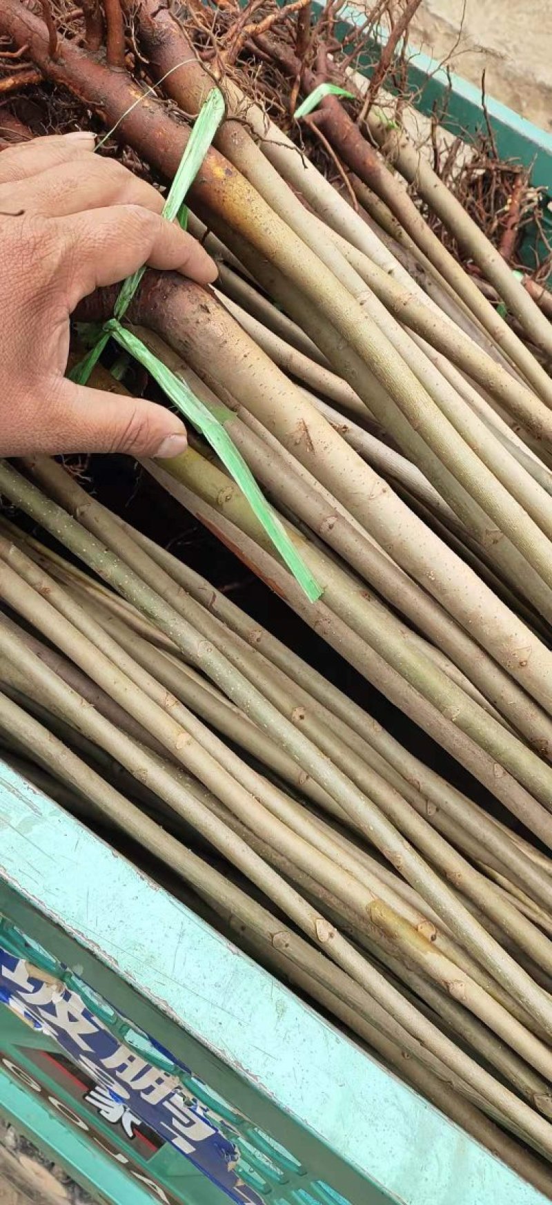 出售红油香椿苗，香椿苗，免费提供种植方法