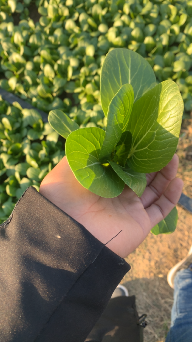 精品小油菜上海青商超直供品质保证可基地看货质量保证