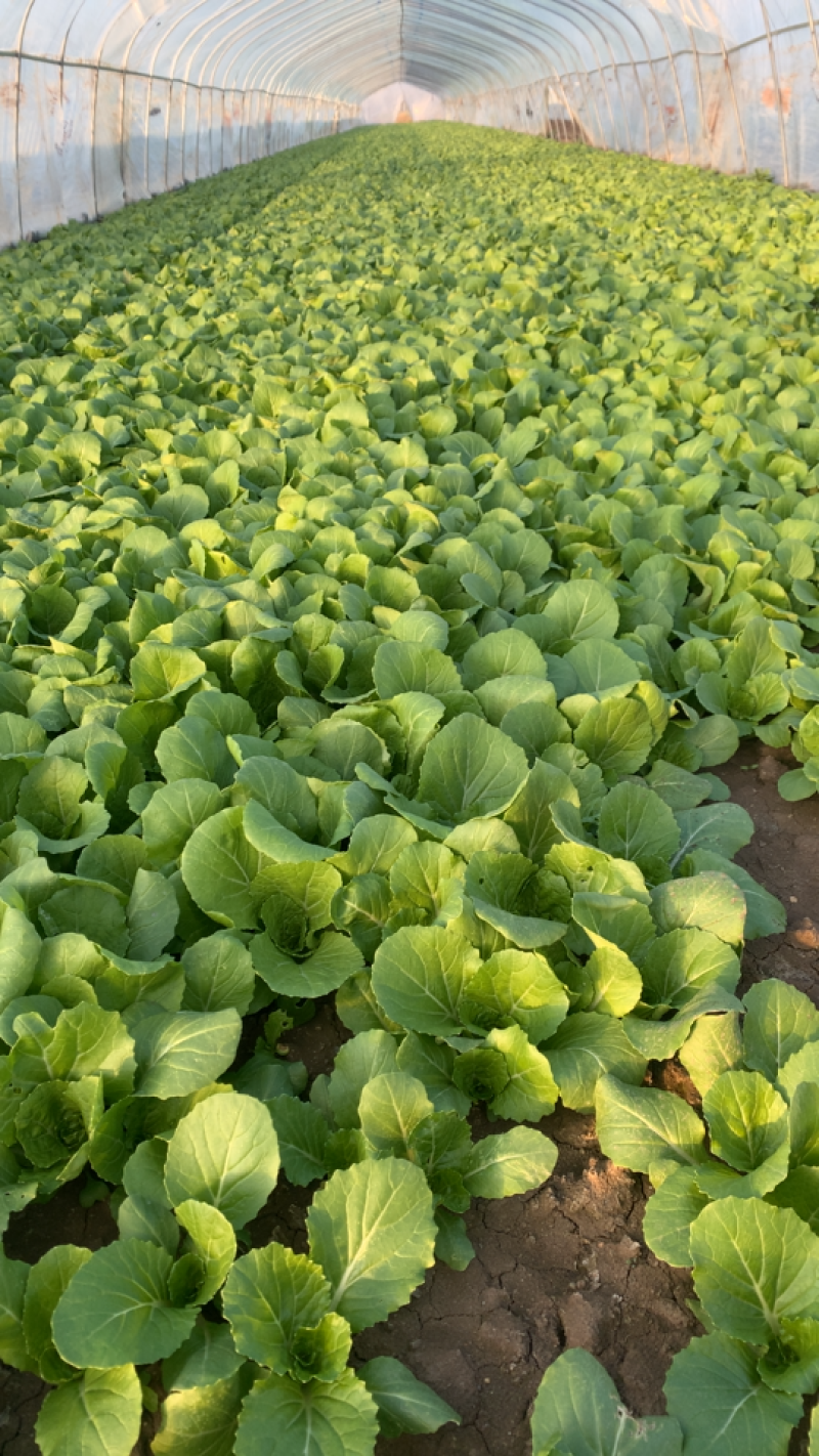 精品大棚奶白菜快菜蔬菜种植基地质优价廉全国发货