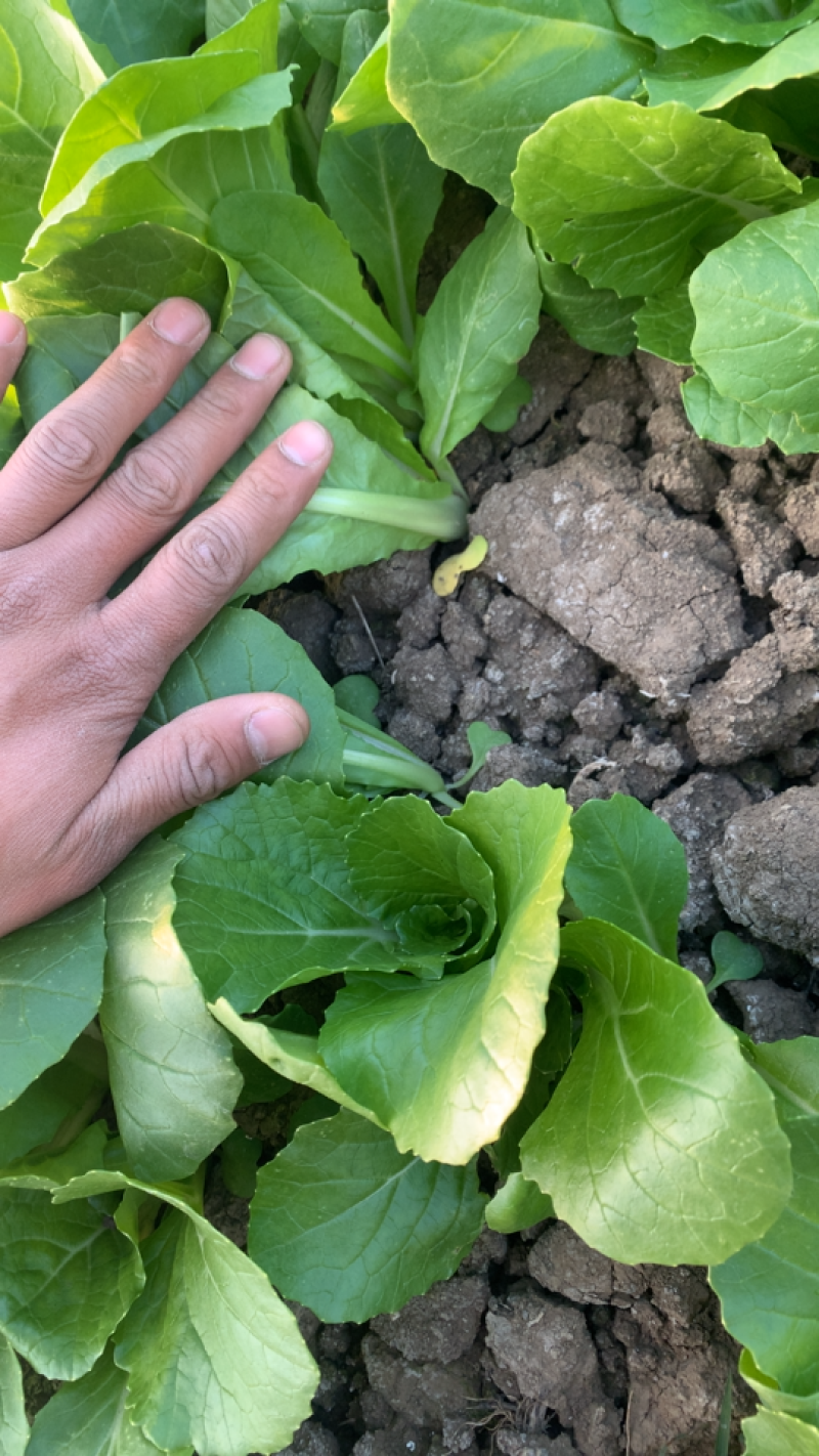 精品大棚奶白菜快菜蔬菜种植基地质优价廉全国发货