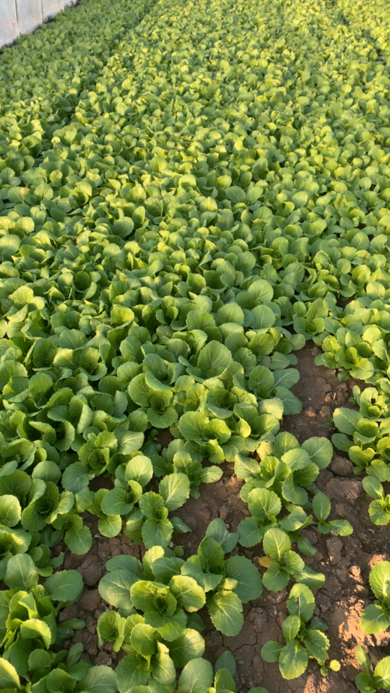 【基地直供】精品奶白菜毛白菜包装车一条龙服务基地直供