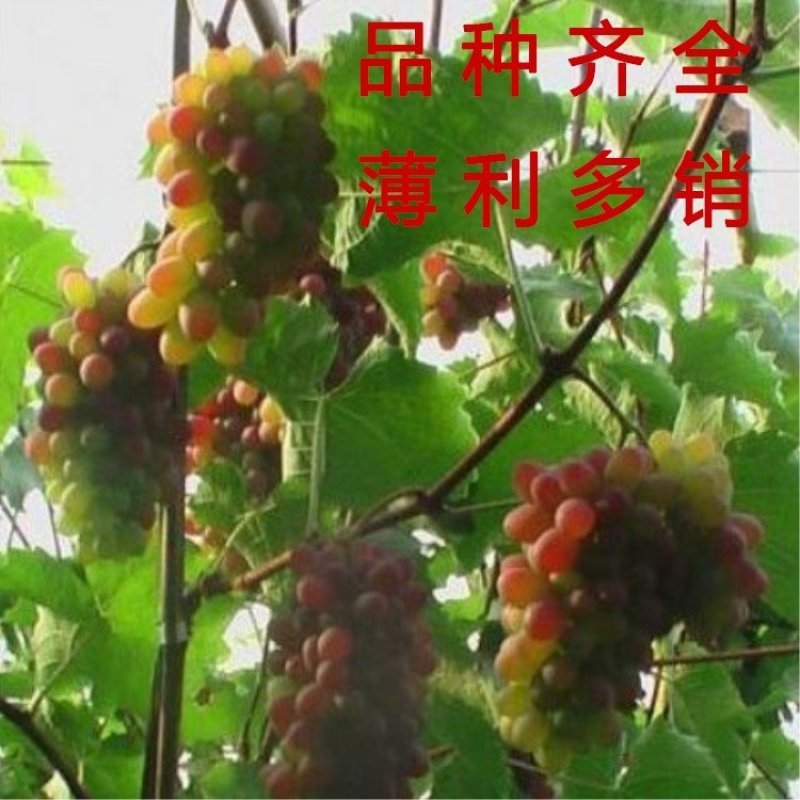 金手指葡萄苗品种葡萄树苗包成活包品种包结果现挖现卖葡萄苗