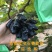 金手指葡萄苗品种葡萄树苗包成活包品种包结果现挖现卖葡萄苗