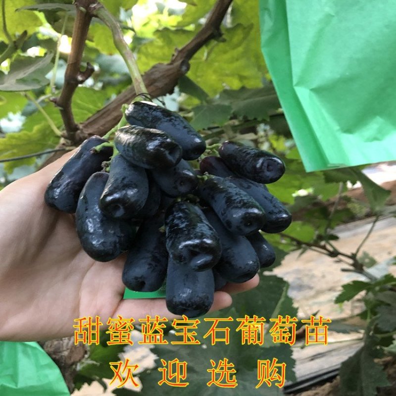 金手指葡萄苗品种葡萄树苗包成活包品种包结果现挖现卖葡萄苗