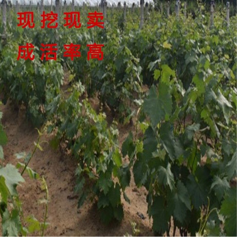 金手指葡萄苗品种葡萄树苗包成活包品种包结果现挖现卖葡萄苗