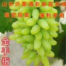 金手指葡萄苗品种葡萄树苗包成活包品种包结果现挖现卖葡萄苗