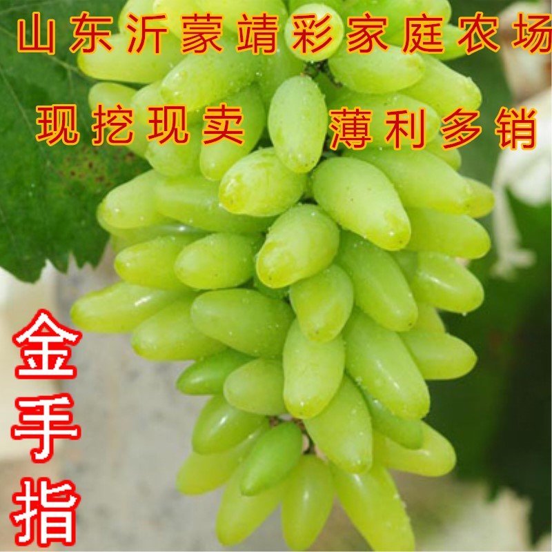 金手指葡萄苗品种葡萄树苗包成活包品种包结果现挖现卖葡萄苗