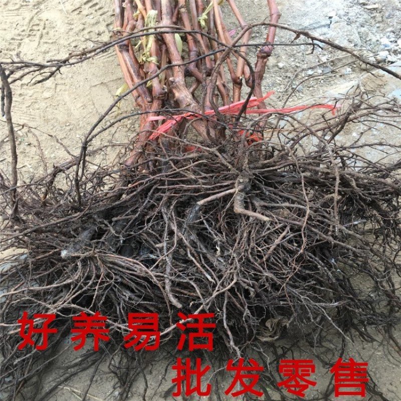 金手指葡萄苗品种葡萄树苗包成活包品种包结果现挖现卖葡萄苗
