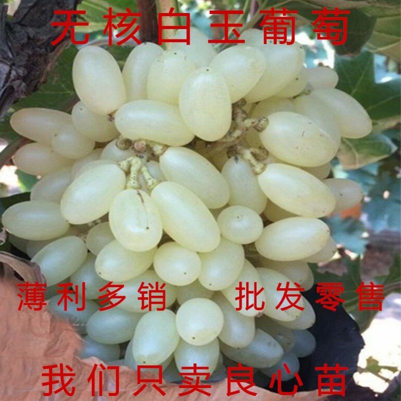 金手指葡萄苗品种葡萄树苗包成活包品种包结果现挖现卖葡萄苗
