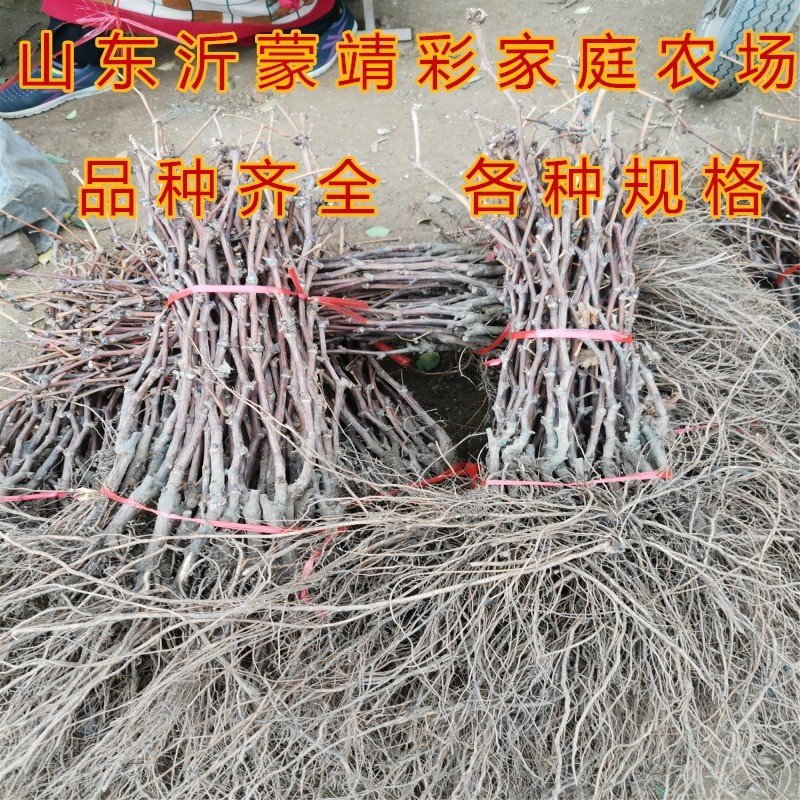 金手指葡萄苗品种葡萄树苗包成活包品种包结果现挖现卖葡萄苗