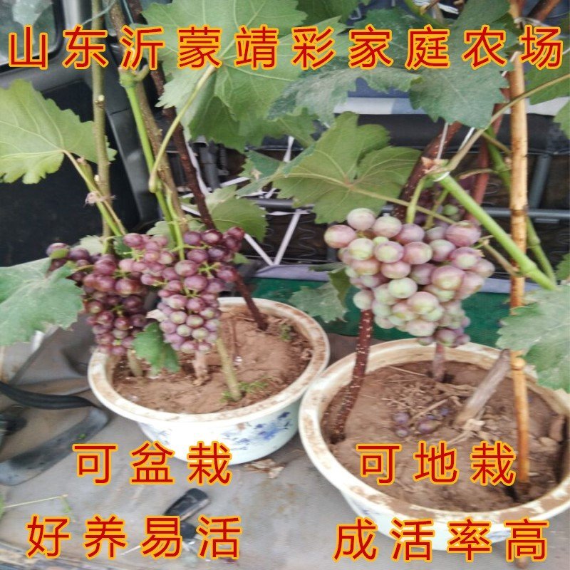 金手指葡萄苗品种葡萄树苗包成活包品种包结果现挖现卖葡萄苗