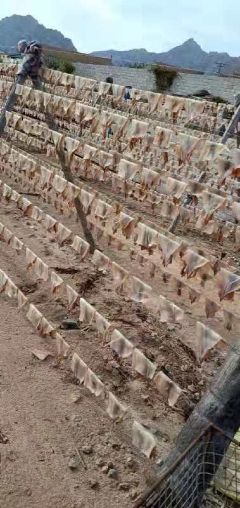 无头咸鱿鱼干批发海鲜干货厂家直销