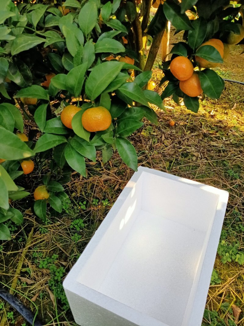 生态新鲜砂糖橘一件代发，35以上的新鲜砂糖橘