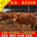 鲁西黄牛犊优良品种品质保障提供技术免费运输