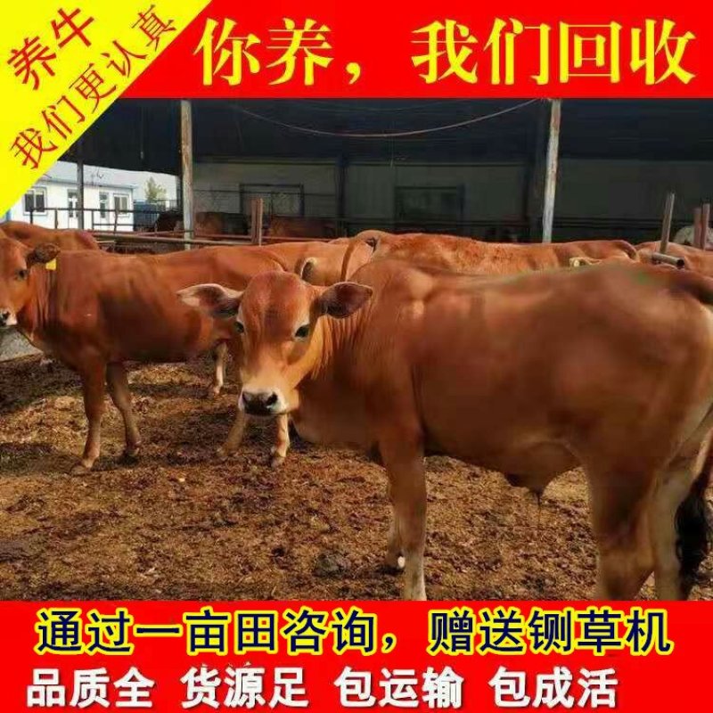 鲁西黄牛犊优良品种品质保障提供技术免费运输