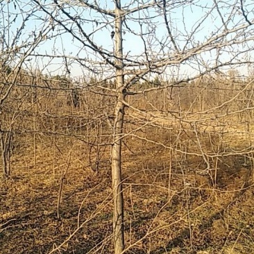 杜梨树