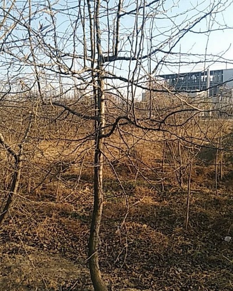 杜梨树
