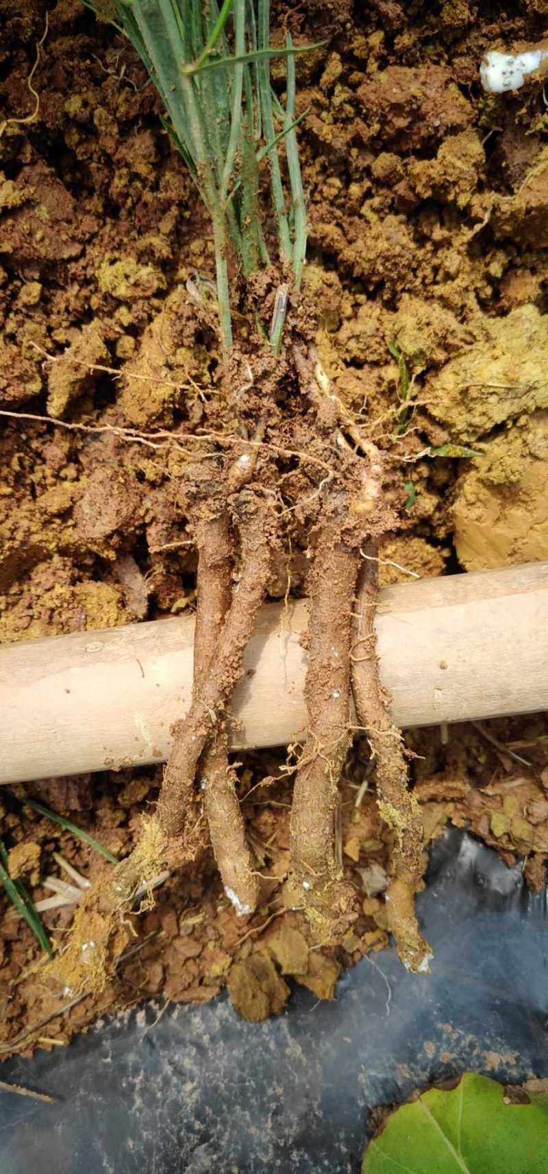 铁扫把，万丈深，