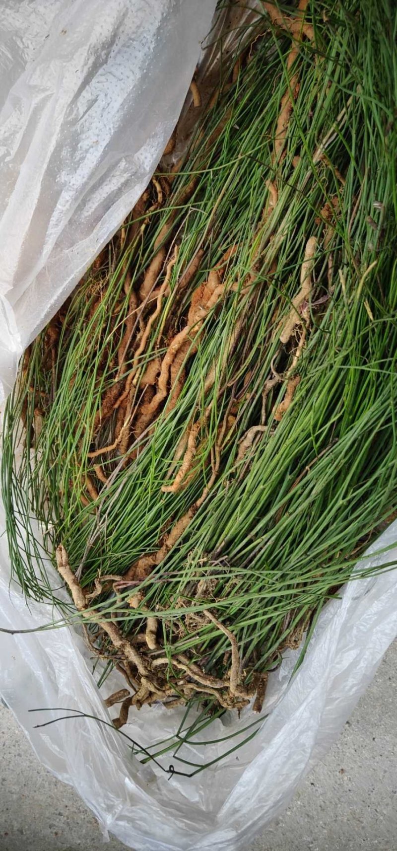 铁扫把，万丈深，