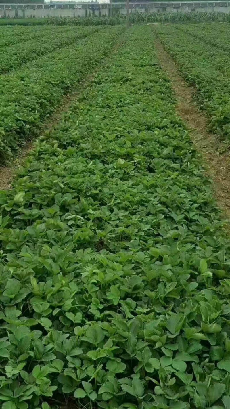 批发草莓苗，草莓苗价格，易成活免费技术指导签订合同