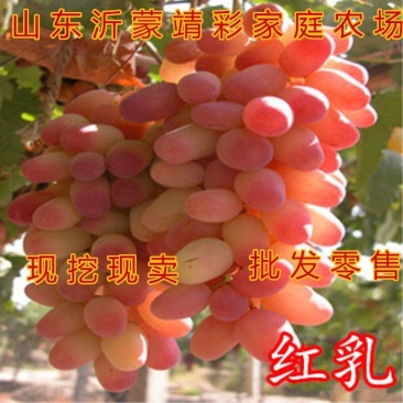红乳葡萄苗无核红乳葡萄树苗好品种葡萄苗现挖现卖包结果包活