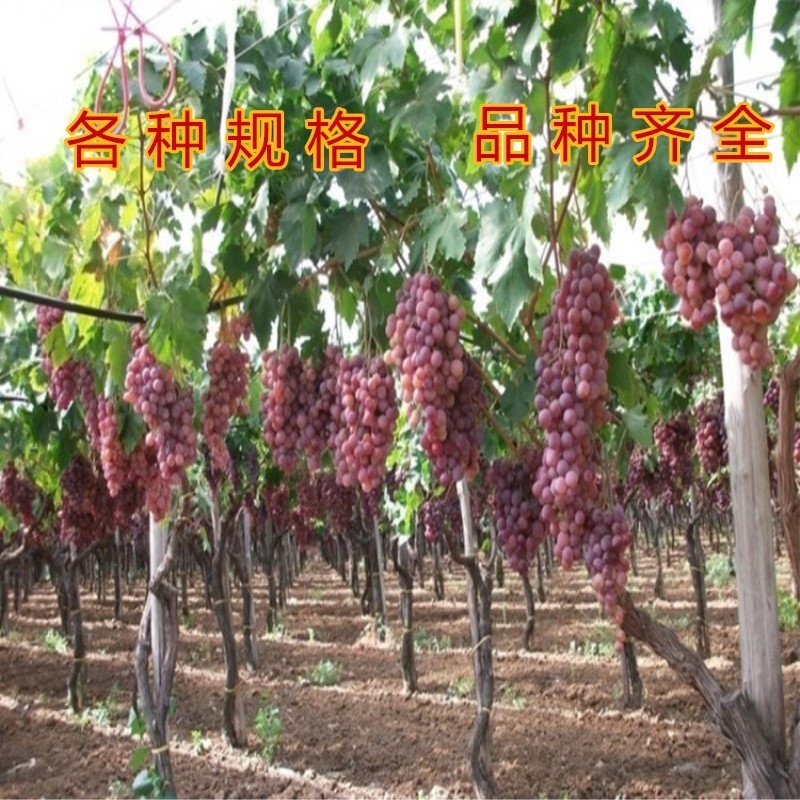 红乳葡萄苗无核红乳葡萄树苗好品种葡萄苗现挖现卖包结果包活