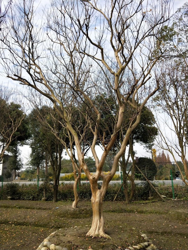 大红紫薇