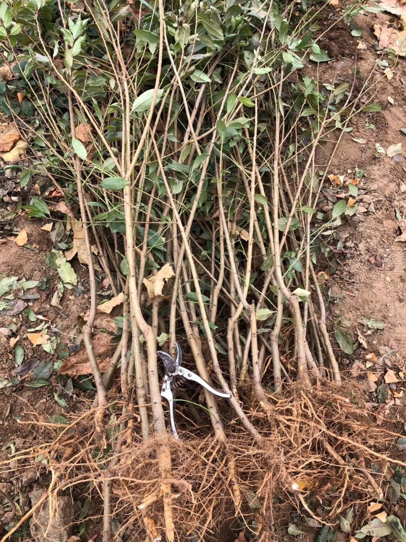 【全国发货】蜂糖李子苗1~3年死苗补发包成活高纯度