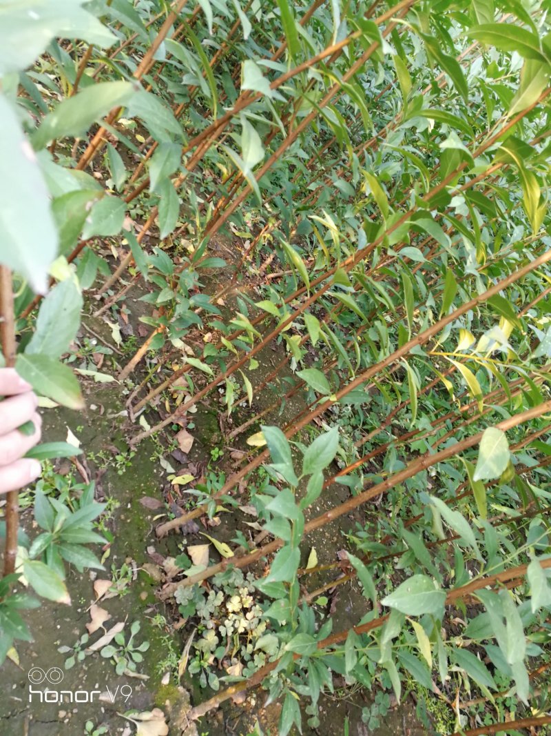 【全国发货】蜂糖李子苗1~3年死苗补发包成活高纯度