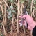 【全国发货】蜂糖李子苗1~3年死苗补发包成活高纯度