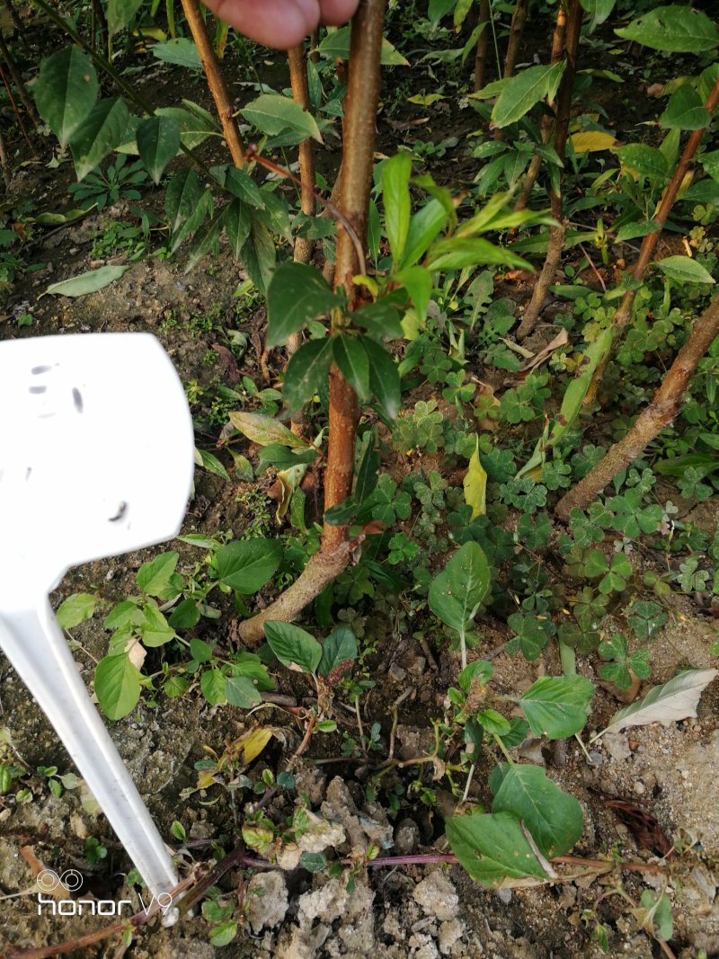 【全国发货】蜂糖李子苗1~3年死苗补发包成活高纯度