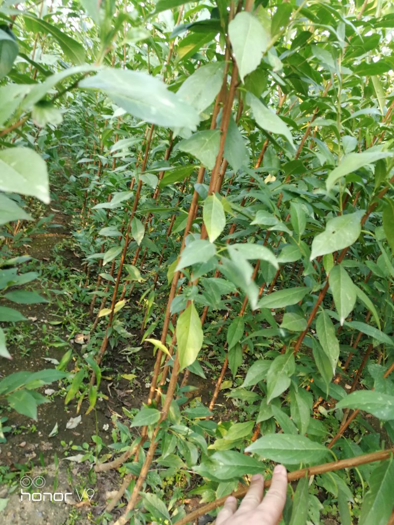 【全国发货】蜂糖李子苗1~3年死苗补发包成活高纯度