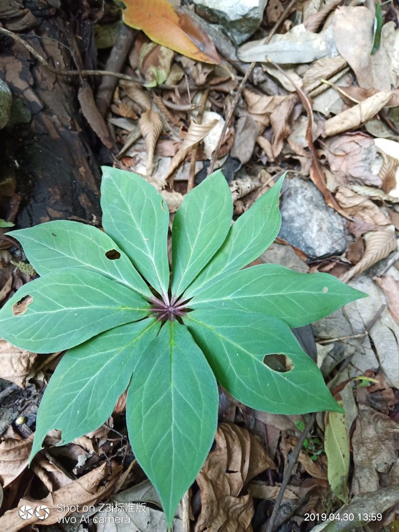 重楼七叶一枝花纯野生可视频采摘