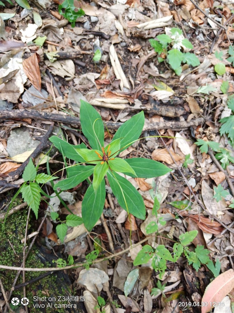 重楼七叶一枝花纯野生可视频采摘