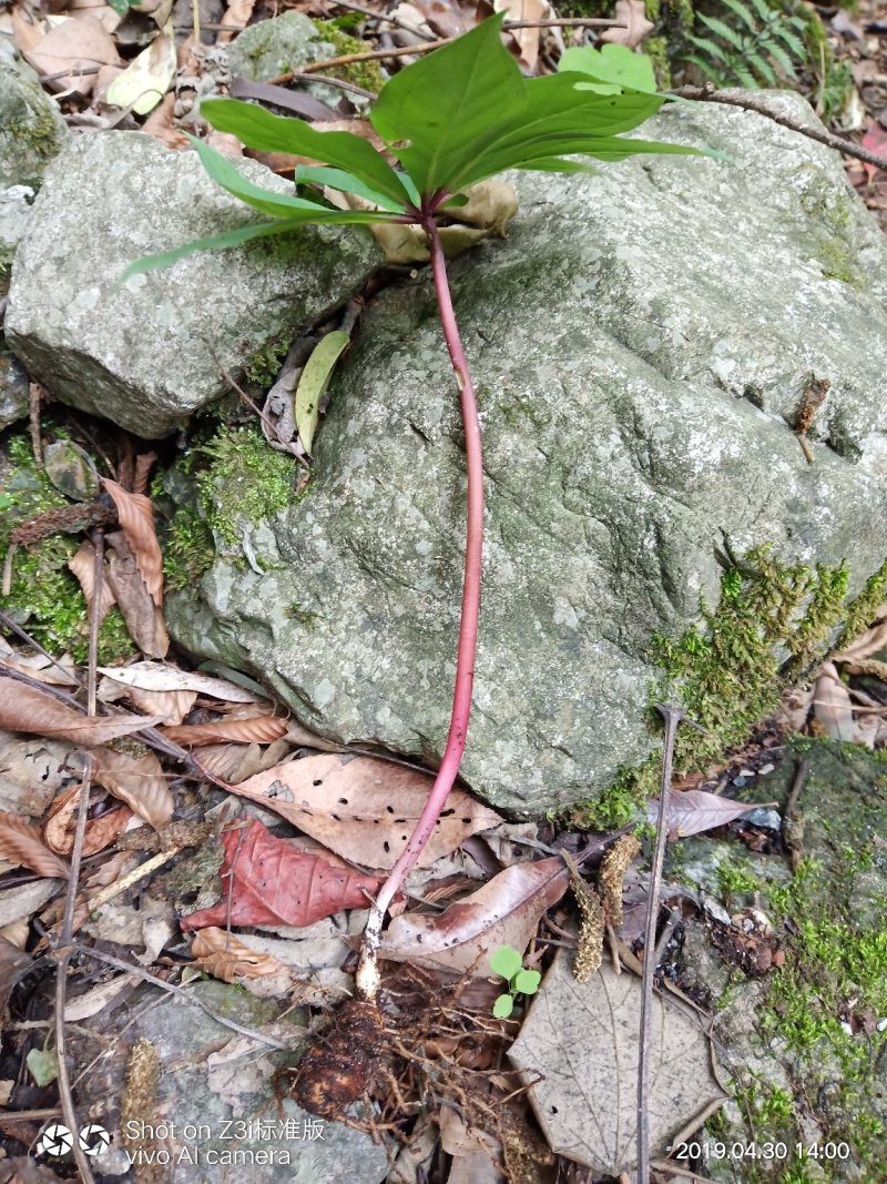 重楼七叶一枝花纯野生可视频采摘