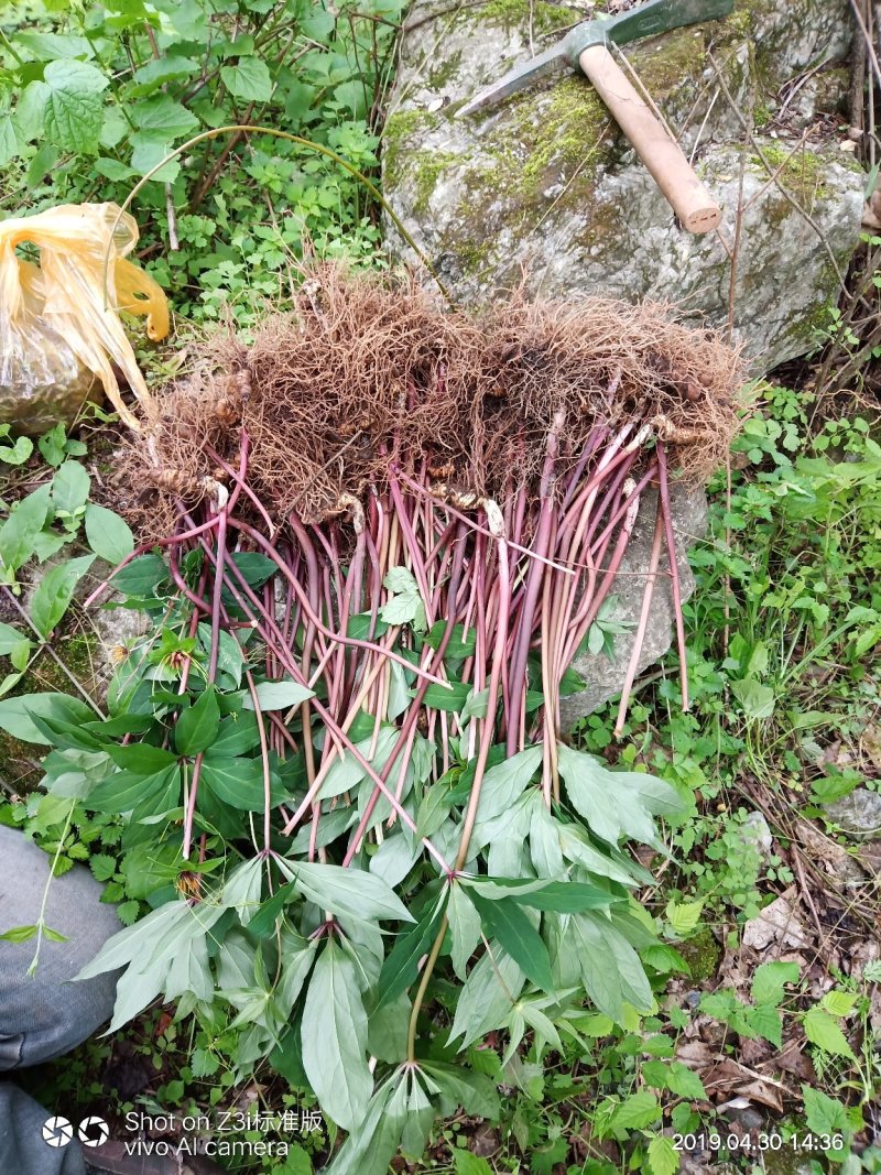重楼七叶一枝花纯野生可视频采摘