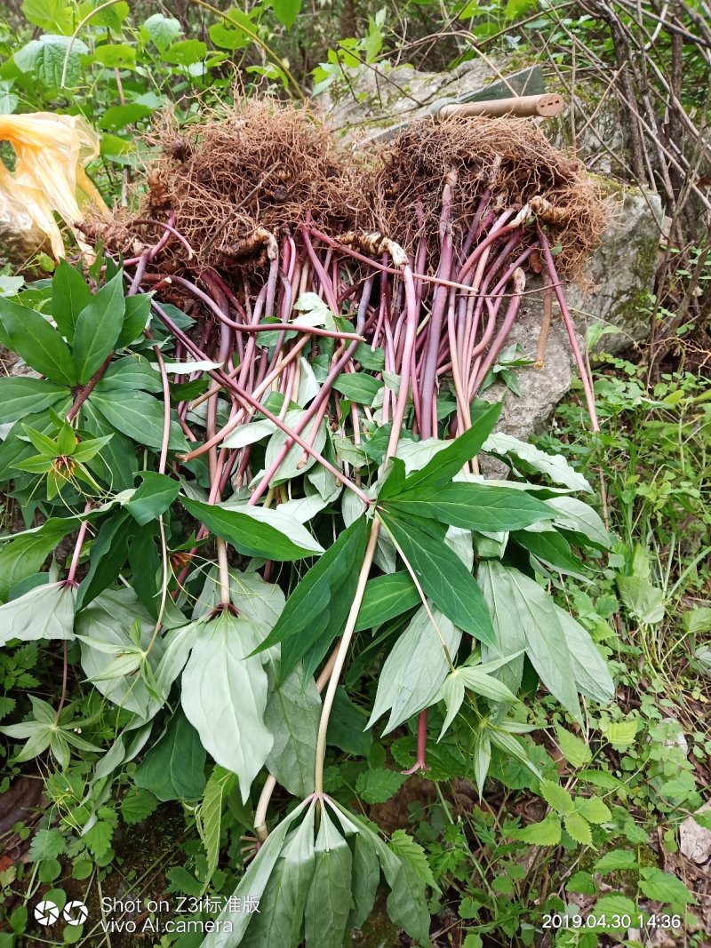 重楼七叶一枝花纯野生可视频采摘