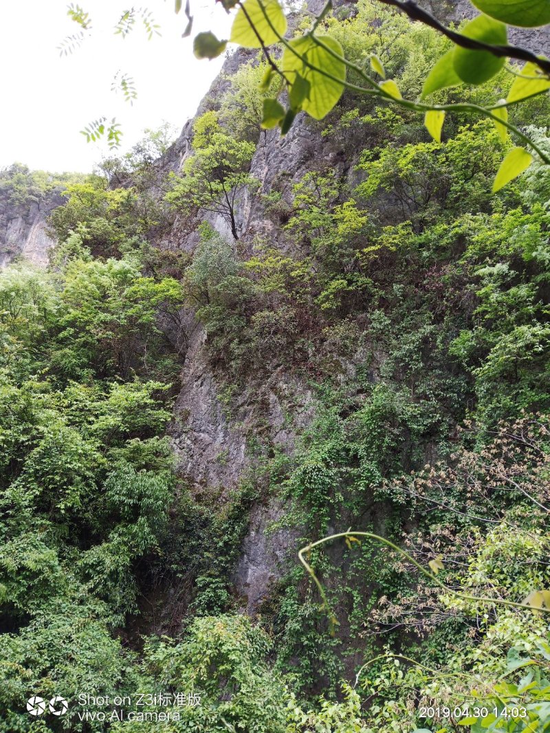 重楼七叶一枝花纯野生可视频采摘