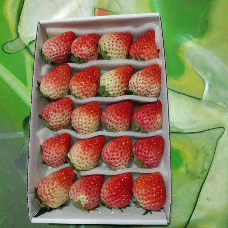 红颜草莓大量供应饮料厂小草莓有需要的可以联系合作