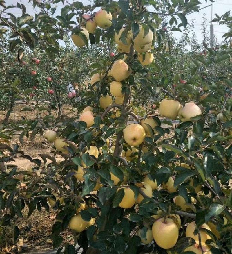 维纳斯黄金苹果苗品种保证纯度假一赔十