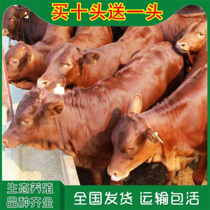 育肥牛犊优良品种品质保障免费运输技术指导