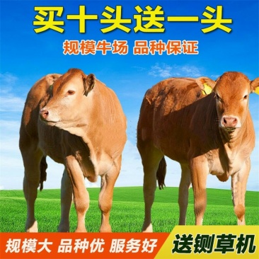育肥牛犊优良品种品质保障免费运输技术指导