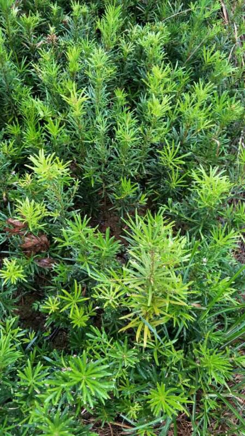 罗汉松罗汉松苗罗汉松大小苗大量批发芽苗罗汉松
