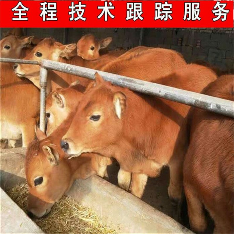 南阳黄牛犊优良品种品质保障提供技术免费运输