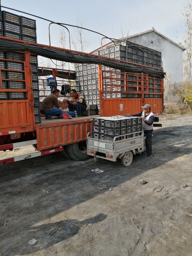 【砀山酥梨】酥梨砀山酥梨现摘现发量大质优全国发货